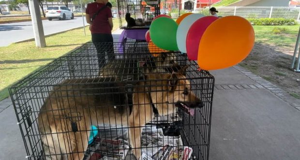 mascota, animal rescatado, perro, canino